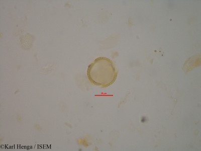 Bertiera capitata - lame n° 1800