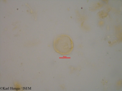 Bertiera capitata - lame n° 1800