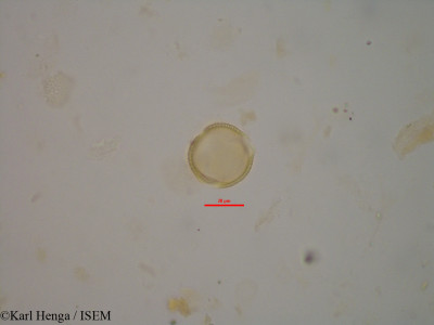 Bertiera capitata - lame n° 1800