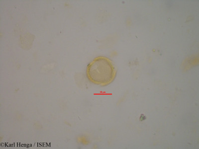 Bertiera capitata - lame n° 1800