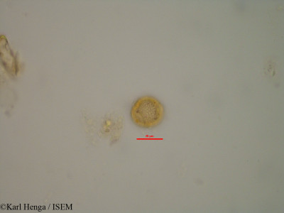 Karl.Henga/Bridelia_ferruginea_20891/Bridelia_ferruginea_20891_0001(copy)_thumb.jpg