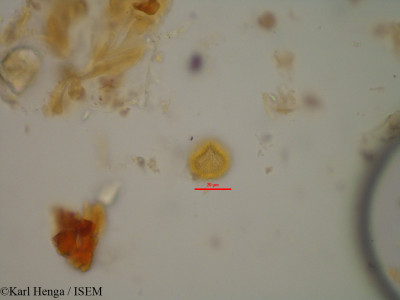 Karl.Henga/Bridelia_micrantha_24575/Bridelia_micrantha_24575_0001(copy)_thumb.jpg