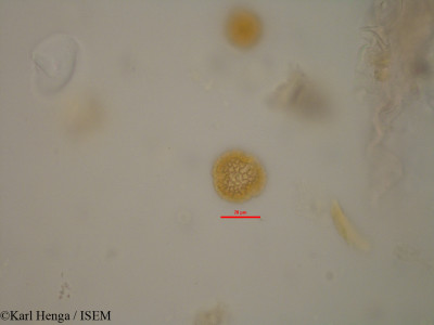 Karl.Henga/Bridelia_scleroneura_19938/Bridelia_scleroneura_19938_0001(copy)_thumb.jpg