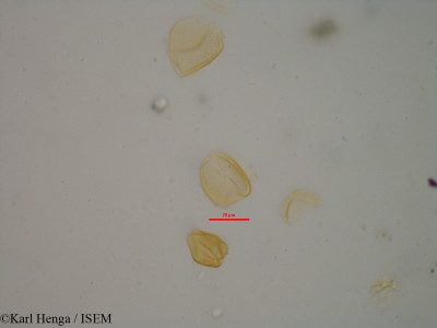 Karl.Henga/Calamus_delicatulus_18143/Calamus_delicatulus_18143_0001(copy)_thumb.jpg