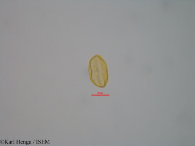 Caloncoba glauca - lame n° 47356