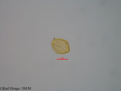 Caloncoba glauca - lame n° 47356