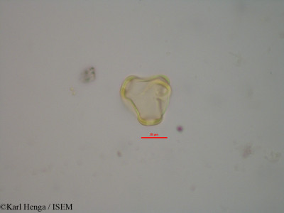 Calvoa monticola - lame n° 24615