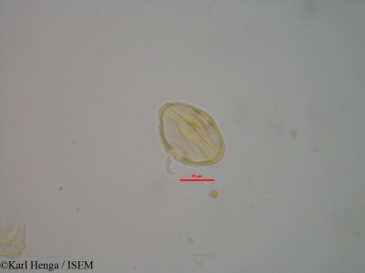 Calvoa monticola - lame n° 24615