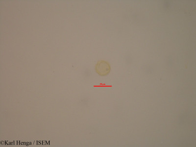 Karl.Henga/Campylospermum_dependens_11610/Campylospermum_dependens_11610_0001(copy)_thumb.jpg