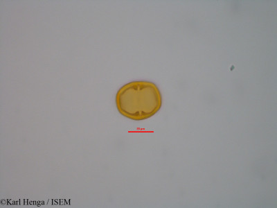 Karl.Henga/Canarium_schweinfurthii_47357/Canarium_schweinfurthii_47357_0001(copy)_thumb.jpg