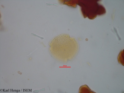Karl.Henga/Canthium_umbellatum_18525/Canthium_umbellatum_18525_0001(copy)_thumb.jpg