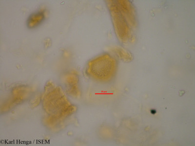 Karl.Henga/Canthium_venosum_24583/Canthium_venosum_24583_0001(copy)_thumb.jpg