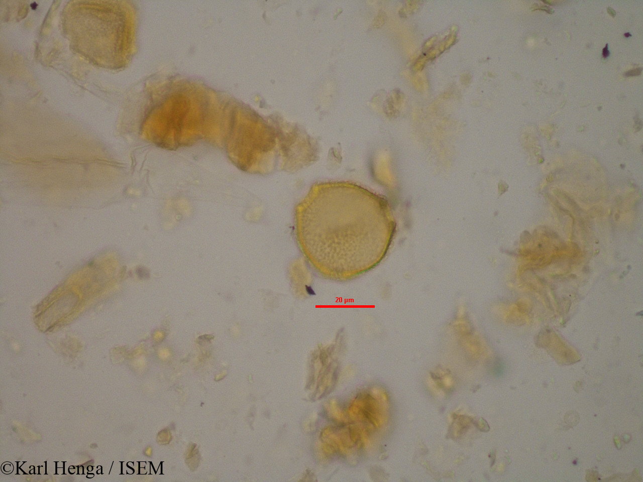 Karl.Henga/Canthium_venosum_24583/Canthium_venosum_24583_0002(copy).jpg