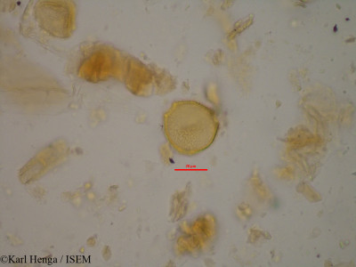Canthium venosum - lame n° 24583