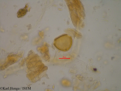 Canthium venosum - lame n° 24583