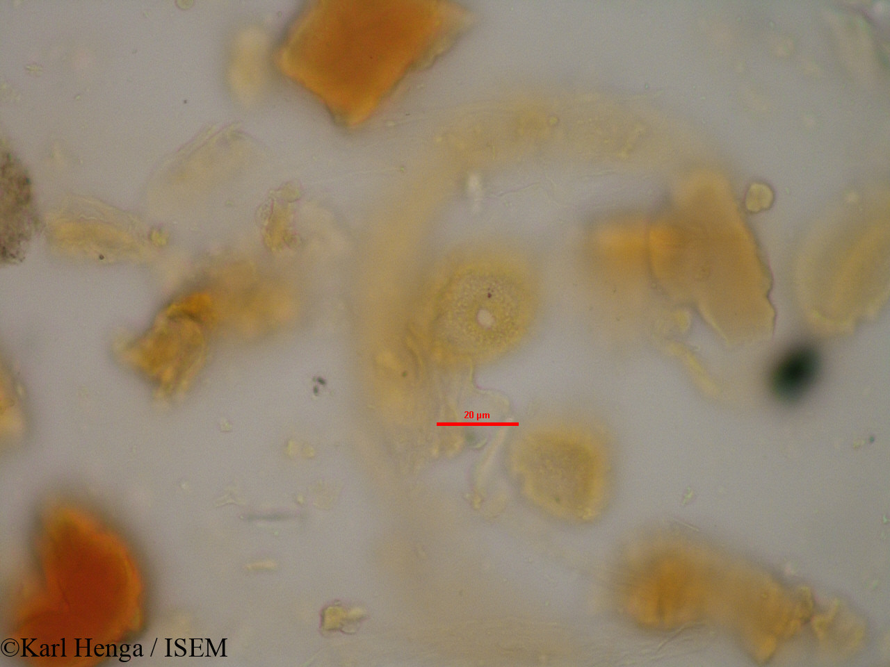 Karl.Henga/Canthium_venosum_24583/Canthium_venosum_24583_0007(copy).jpg