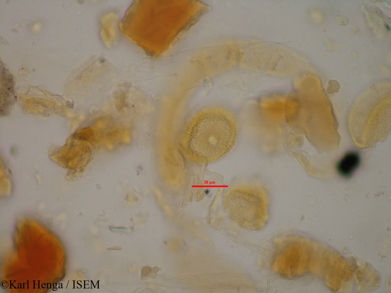 Karl.Henga/Canthium_venosum_24583/Canthium_venosum_24583_0015(copy).jpg