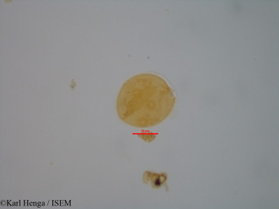 Karl.Henga/Carapa_grandiflora_38143/Carapa_grandiflora_38143_0001(copy)_thumb.jpg