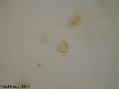 Cathormion altissimum - lame n° 7466