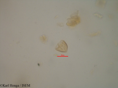 Cathormion altissimum - lame n° 7466