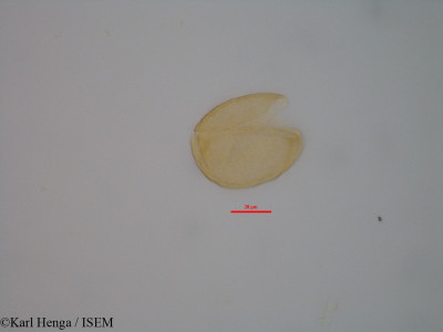 Karl.Henga/Cercestis_kamerunianus_47033/Cercestis_kamerunianus_47033_0001(copy)_thumb.jpg