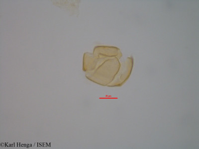 Cercestis kamerunianus - lame n° 47033