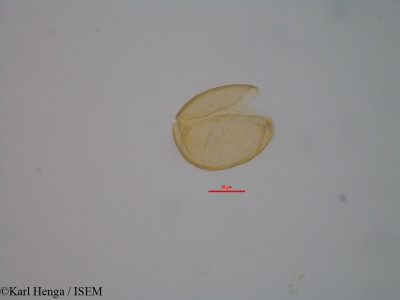 Cercestis kamerunianus - lame n° 47033