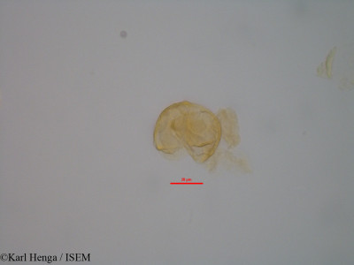 Cercestis kamerunianus - lame n° 47033