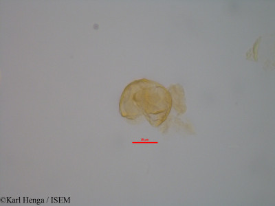 Cercestis kamerunianus - lame n° 47033