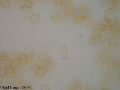 Karl.Henga/Chlorophora_excelsa_32737/Chlorophora_excelsa_32737_0001(copy)_thumb.jpg