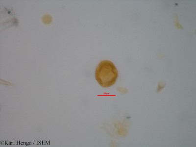Karl.Henga/Chrysobalanus_ellipticus_700/Chrysobalanus_ellipticus_700_0001(copy)_thumb.jpg