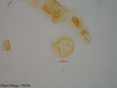 Chrysobalanus icaco - lame n° 14371
