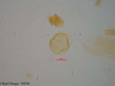 Chrysobalanus icaco - lame n° 14371