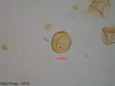 Chytranthus carneus - lame n° 34356