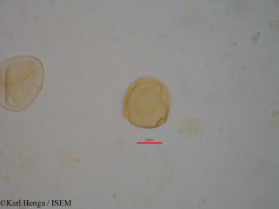 Chytranthus carneus - lame n° 34356