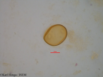 Chytranthus carneus - lame n° 34356