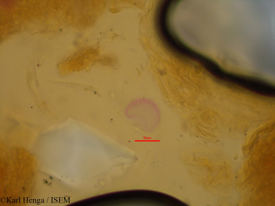 Karl.Henga/Cinnamomum_zeylanicum_18494/Cinnamomum_zeylanicum_18494_0001(copy)_thumb.jpg