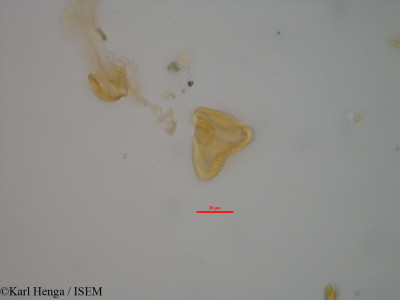 Karl.Henga/Cissus_adenocaulis_19546/Cissus_adenocaulis_19546_0001(copy)_thumb.jpg
