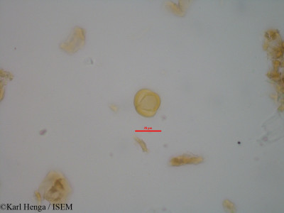 Karl.Henga/Cnestis_ferruginea_19406/Cnestis_ferruginea_19406_0001(copy)_thumb.jpg
