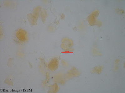 Karl.Henga/Cnestis_gabunensis_45508/Cnestis_gabunensis_45508_0001(copy)_thumb.jpg