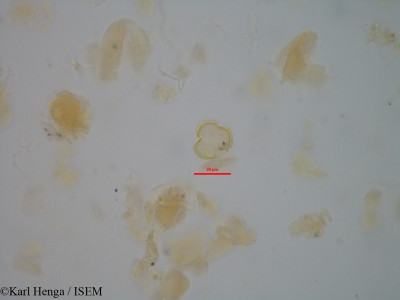 Cnestis gabunensis - lame n° 45508