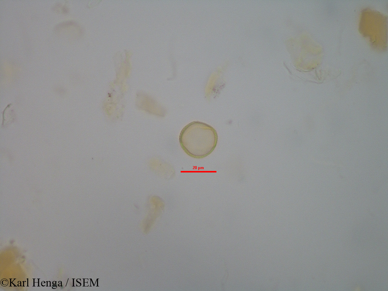 Karl.Henga/Cnestis_gabunensis_45508/Cnestis_gabunensis_45508_0003(copy).jpg