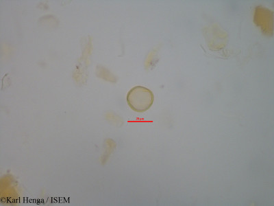 Cnestis gabunensis - lame n° 45508