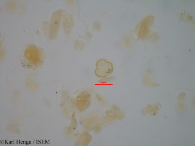 Cnestis gabunensis - lame n° 45508