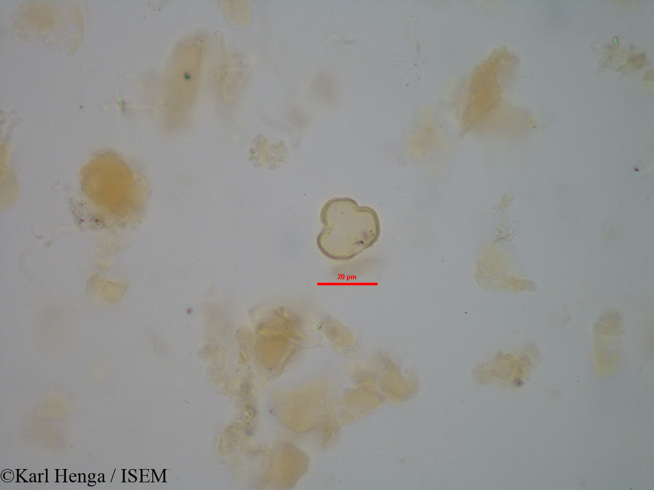 Karl.Henga/Cnestis_gabunensis_45508/Cnestis_gabunensis_45508_0005(copy).jpg