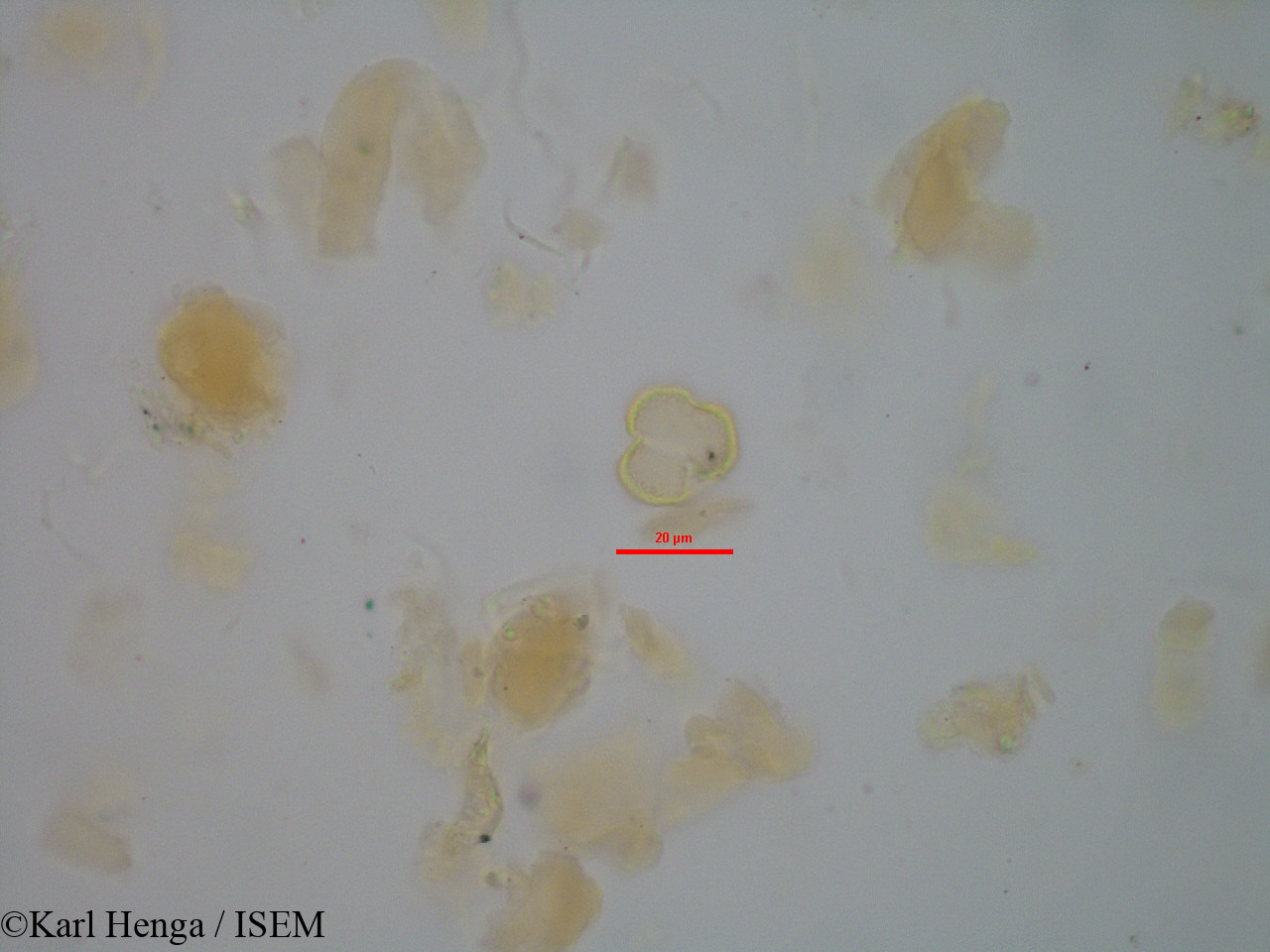 Karl.Henga/Cnestis_gabunensis_45508/Cnestis_gabunensis_45508_0015(copy).jpg