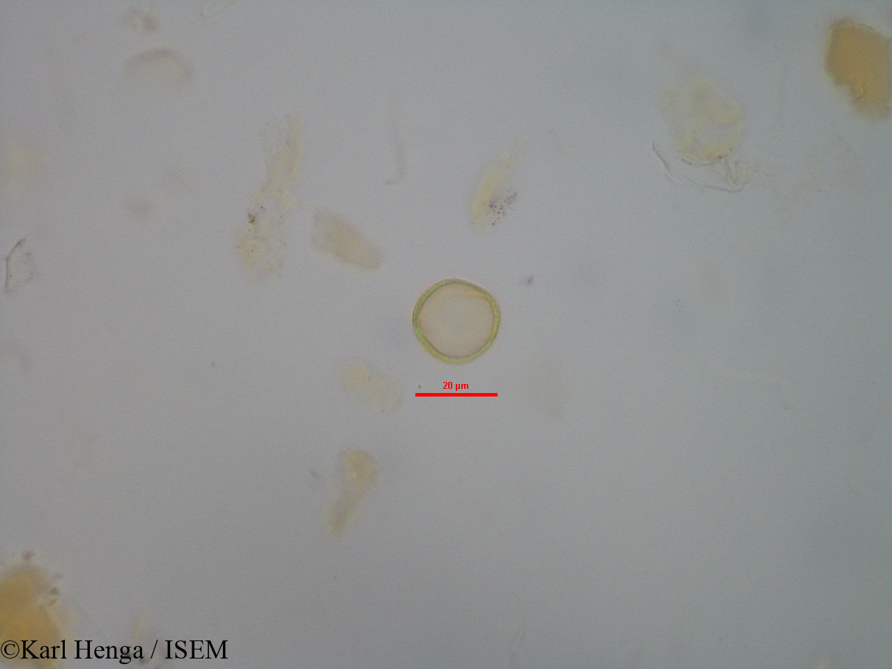 Karl.Henga/Cnestis_gabunensis_45508/Cnestis_gabunensis_45508_0016(copy).jpg