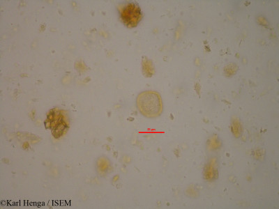 Karl.Henga/Coelocaryon_preussii_22959/Coelocaryon_preussii_22959_0001(copy)_thumb.jpg