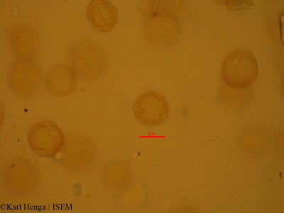 Karl.Henga/Coffea_congensis_12860/Coffea_congensis_12860_0001(copy)_thumb.jpg