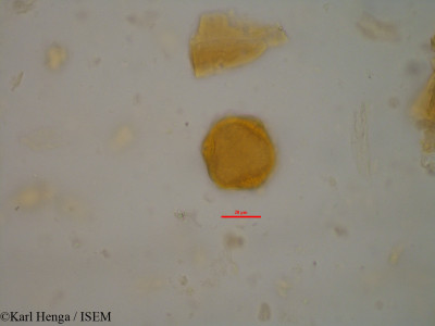 Karl.Henga/Cola_bilenguensis_2077/Cola_bilenguensis_2077_0001(copy)_thumb.jpg